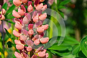 Selective focus shot of a beautiful pink broomrape flower surrounded by greenery