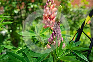 Selective focus shot of a beautiful pink broomrape flower surrounded by greenery