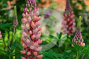 Selective focus shot of a beautiful pink broomrape flower surrounded by greenery