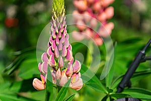 Selective focus shot of a beautiful pink broomrape flower surrounded by greenery