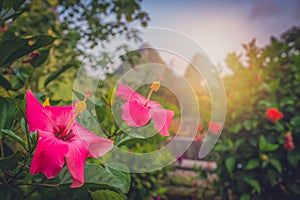 Selective focus shot of beautiful pink flowers in a garden with cliffs in the background