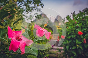 Selective focus shot of beautiful pink flowers in a garden with cliffs in the background