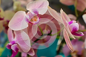 Selective focus shot of beautiful pink orchids