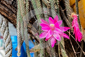 Selective focus shot of beautiful pink Selenicereus grandiflorus cactus species