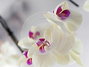 Selective focus shot of beautiful white orchids of the Philippines - perfect for wallpaper