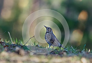 Selective focus shot of a beautiful wood thrush bird standing on a blurred background