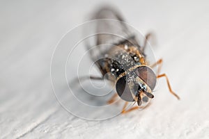 Selective focus shot of a bee