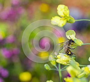 Selective focus shot of a bee in an American Yellowrocket flower