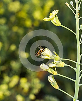 Selective focus shot of a bee in an American Yellowrocket flower