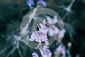Selective focus shot of a bee on a Corundum flower