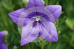 Selective focus shot of a bee feeding on blue Platycodon grandiflorus