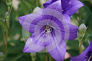 Selective focus shot of a bee feeding on blue Platycodon grandiflorus