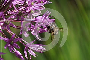 Selective focus shot of a bee feeding on purple allium christoph photo