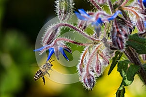 Selective focus shot of a bee flying near blue borage