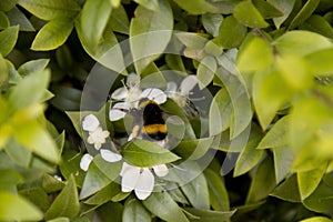 Selective focus shot of a bee sitting on a leaf in a greenery