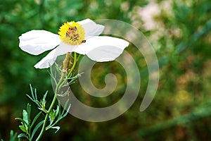 Selective focus shot of a bee on the white flower with yellow stamen