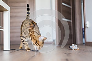 Selective focus shot of a Bengal cat toying with a toy mice with a blurred background