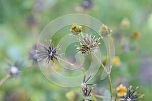 Selective focus shot of bidens pilosa flower seeds