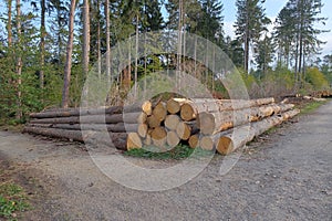 Selective focus shot of big cut tree trunks and logs