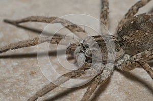 Selective focus shot of a big wolf spider standing  on the stony ground