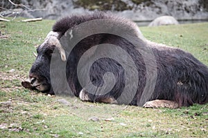 Selective focus shot of a bison laying on the ground