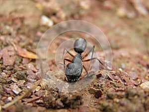 Selective focus shot of a black ant walking on rocky ground in Bhilai, Chhattisgarh