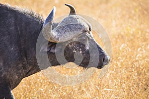 Selective focus shot of a black buffalo on a grass-covered field in Masai Mara Safari, Kenya