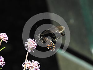 Selective focus shot of a black butterfly on a beautiful pink flower with a blurred background