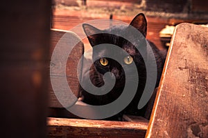 Selective focus shot of a black cat looking around with its eyes wide open