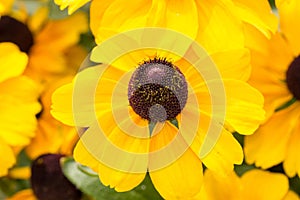 Selective focus shot of Black-eyed Susan in a field