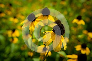 Selective focus shot of black-eyed susan flowers with blurred background