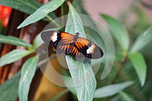 Selective focus shot of black and orange butterfly on a green plant