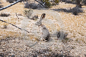 Selective focus shot of a Black-tailed jackrabbit in Joshua Tree National Park in California
