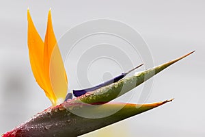 Selective focus shot of a blooming birds-of-paradise flower covered in dew droplets