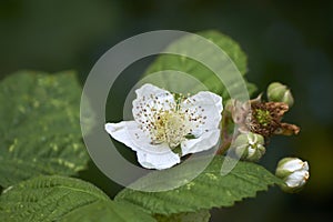 Selective focus shot of blooming blackberry bush