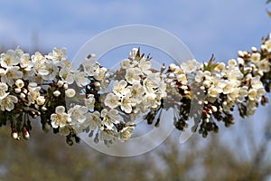 Selective focus shot of the blooming branch of an apple tree in spring