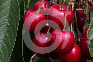 Selective focus shot of blooming cherries in a Cherrytree photo