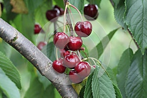 Selective focus shot of blooming cherries in a Cherrytree