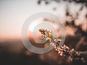 Selective focus shot of a blooming cherry blossom tree branch during sunset