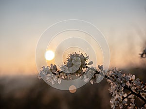 Selective focus shot of a blooming cherry blossom tree branch during sunset