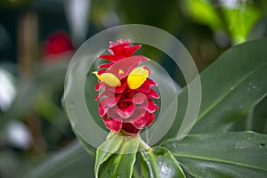 Selective focus shot of a blooming Costus comosus flower