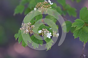 Selective focus shot of blooming crampbark