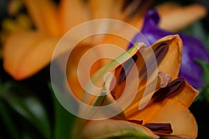 Selective focus shot of blooming orange lily bulbs in the flower shop