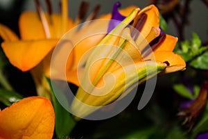 Selective focus shot of blooming orange lily bulbs in the flower shop