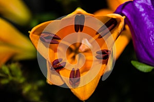 Selective focus shot of blooming orange lily flower in the flower shop