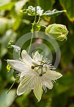 Selective focus shot of blooming Passion fruit flower in the garden