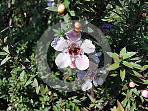 Selective focus shot of blooming white and pink Manuka flowers