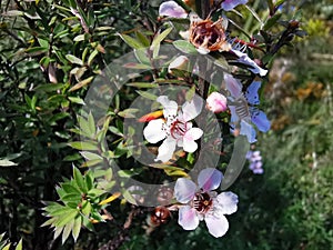 Selective focus shot of blooming white and pink Manuka flowers