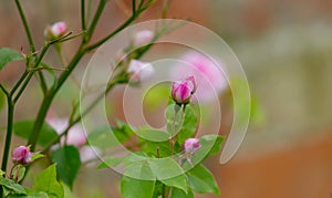 Selective focus shot of blossoming pink roses