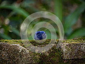 Selective focus shot of a blue sodalite crystal mineral on a mossy rock surface